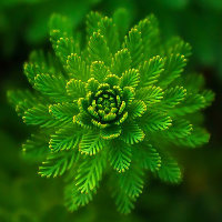 Symmetrical Astrology