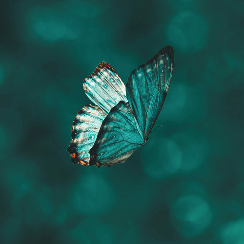 Butterfly - image by Aarn Giri on unsplash.com