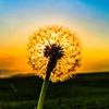 Wild flower