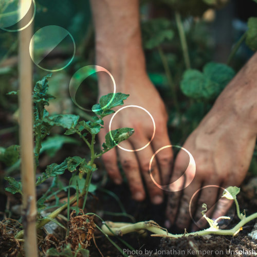Hands in soil