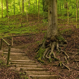 tree with roots in a forest
