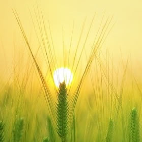 barley