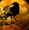 Bad Moon