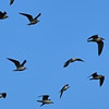 migration